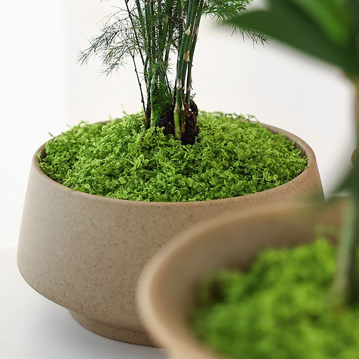 about 20g Artificial Green Pla - Terrarium Moss Art review and price